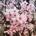 春の象徴 ( 桜 ) を指先に乗せて、春満開ネイル♡