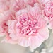 押し花ネイル最新デザイン集2016▷本物の押し花の質感が最強にかわいい♡