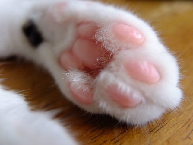 癒し効果抜群の 猫ネイル に注目 Reprofile リプロフィール